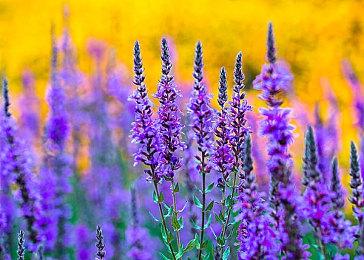 Spencer不想让Xbox团队复制竞争对手的独占策略